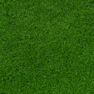 Fresh Sod (2'x5')